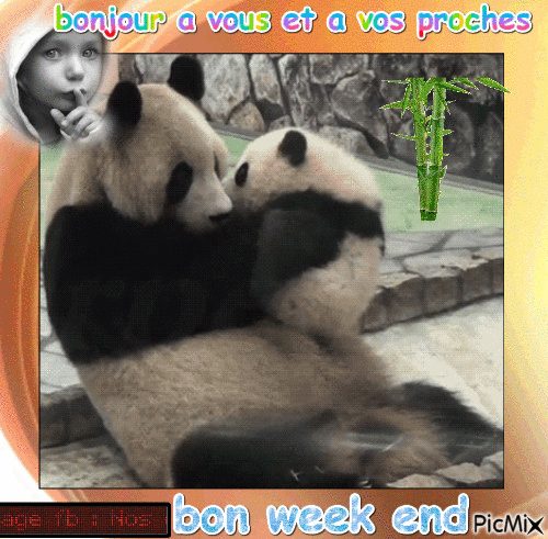 maman panda et son enfant - Free animated GIF