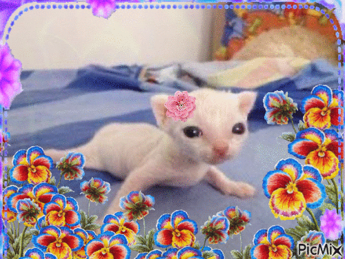 sweet baby kitten - Free animated GIF