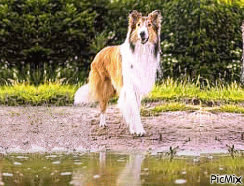 Amazing dog - Animovaný GIF zadarmo