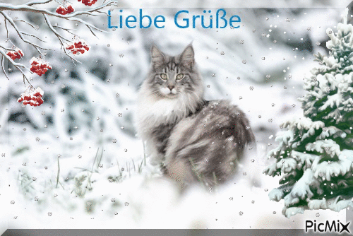 Katze im Schnee - Darmowy animowany GIF