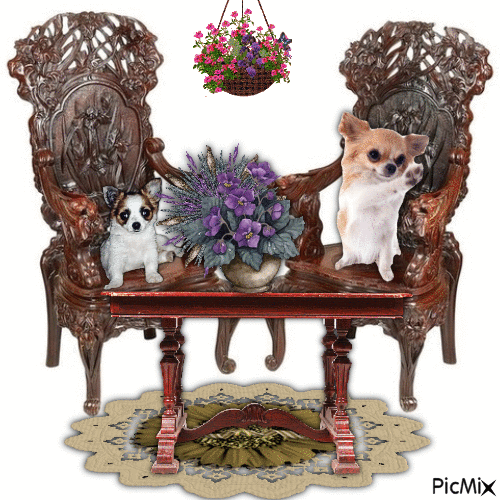 Chihuahuas op stoeltjes - Free animated GIF