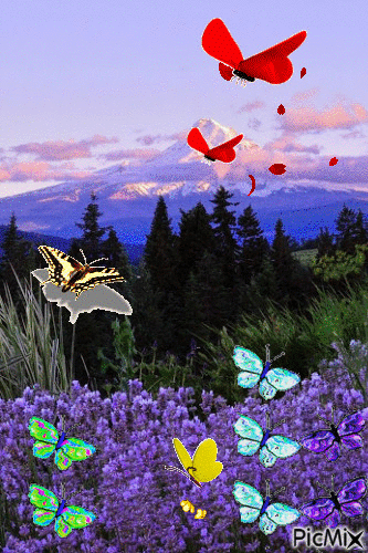 borboletas - GIF animado grátis