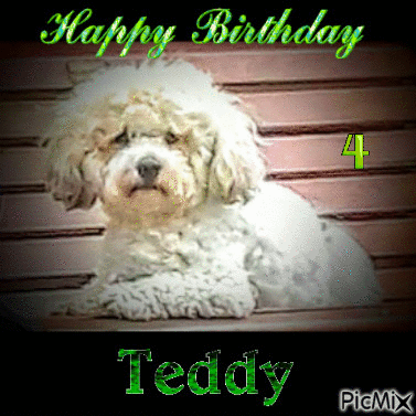 teddy - 免费动画 GIF
