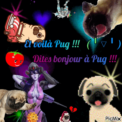 Pug pug - Бесплатный анимированный гифка