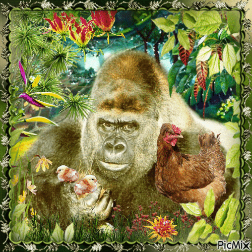 Mein Freund der Gorilla - Δωρεάν κινούμενο GIF
