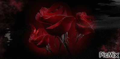 розы - GIF animé gratuit