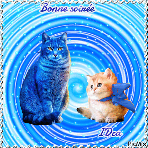 Bonnesoirée les chatons - Darmowy animowany GIF