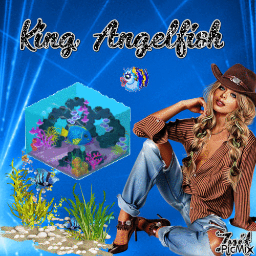 King angelfish - GIF animasi gratis