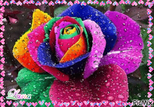 rosa multi cor - GIF animado grátis