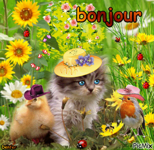 chat bonjour - GIF animado grátis