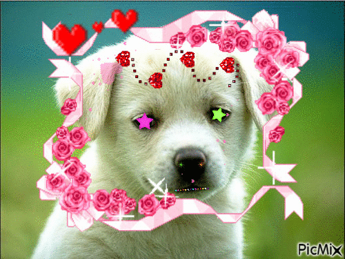 chien amoureux et étonner - GIF animado gratis