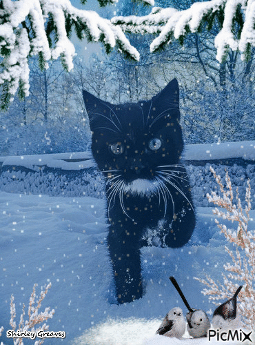 Snow cat - Ilmainen animoitu GIF