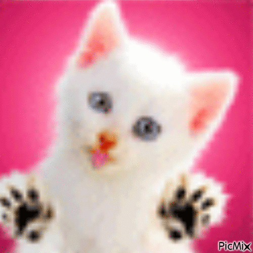 gatito - Gratis animerad GIF