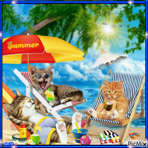 Cats in summer - Free animated GIF