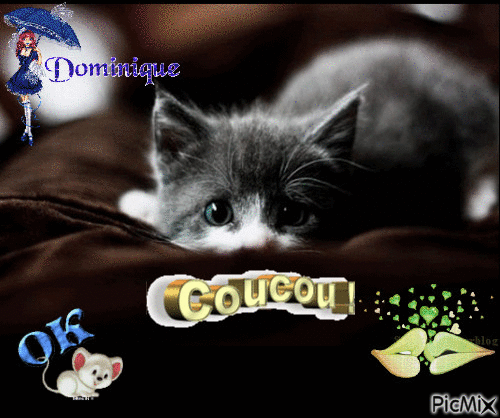 chaton curieux - Free animated GIF