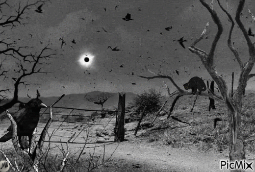 Un gato entre cuervos - Darmowy animowany GIF