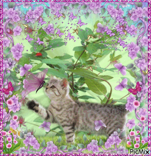 chat fleurs - GIF animé gratuit