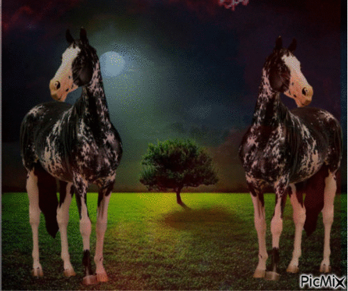cavalo - Ilmainen animoitu GIF