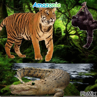 amazonie - Animovaný GIF zadarmo