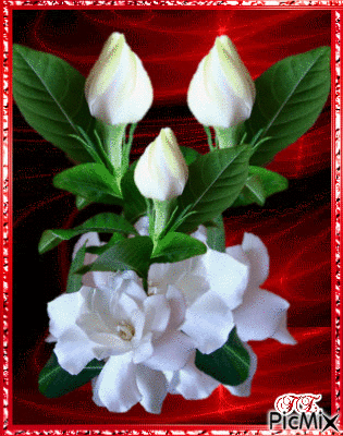 Fehér rózsa. - GIF animado gratis
