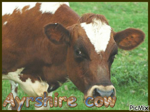 ayrshire cow - Бесплатный анимированный гифка