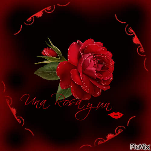 Uma rosa - Ingyenes animált GIF