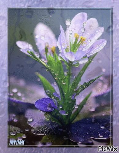 fleurs avec gouttes d'eau - Gratis animerad GIF