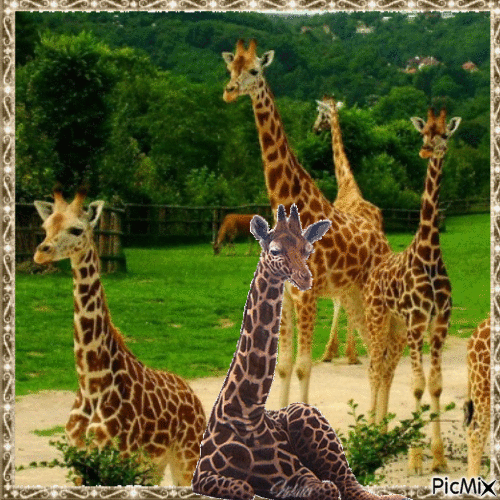 Girafe - Animovaný GIF zadarmo