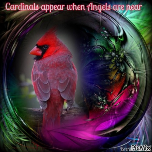 Debbie cardinal - PNG gratuit
