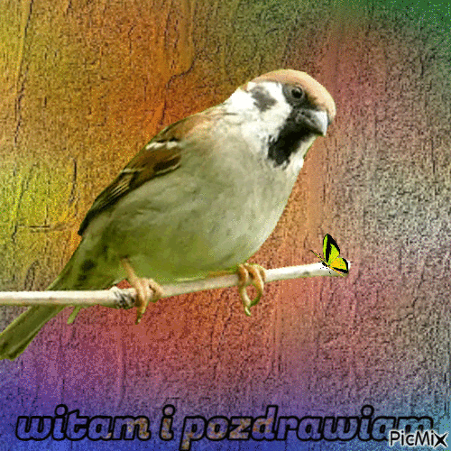 Ptaszek - Δωρεάν κινούμενο GIF