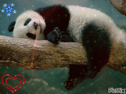 panda qui dort - GIF animado gratis