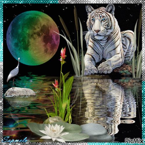 Tigre e a Lua colorida - Бесплатни анимирани ГИФ