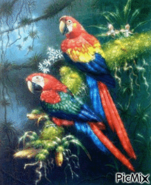 papagali - Gratis geanimeerde GIF