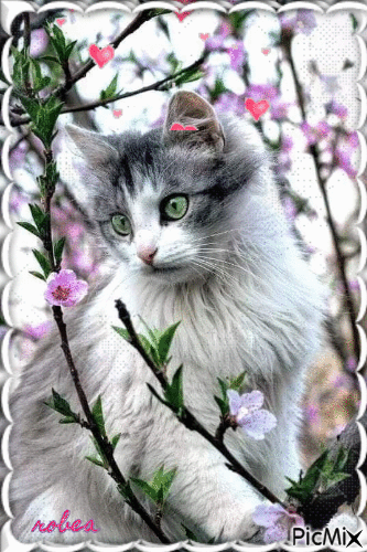 Je t`aime mon beau chaton - Δωρεάν κινούμενο GIF
