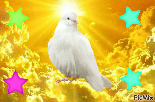 Weiße Taube - Ilmainen animoitu GIF