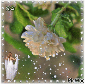 white Rose 2 - Ilmainen animoitu GIF