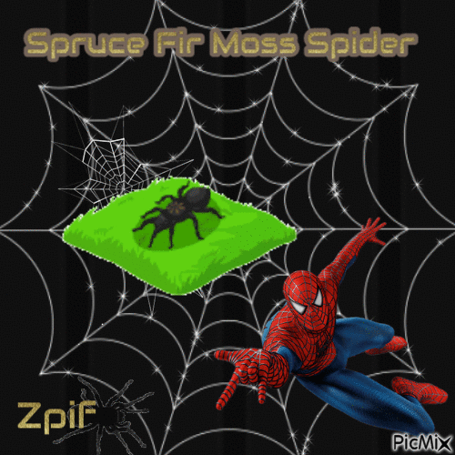 Spruce fir moss spider - 免费动画 GIF