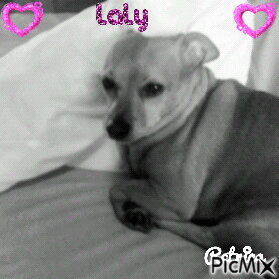 mon chien (laly) - Darmowy animowany GIF
