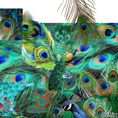 The Peacock - Besplatni animirani GIF