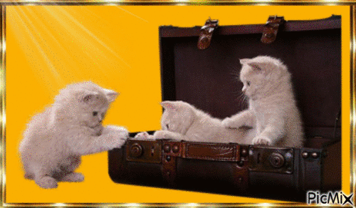 Kitten - GIF animado gratis