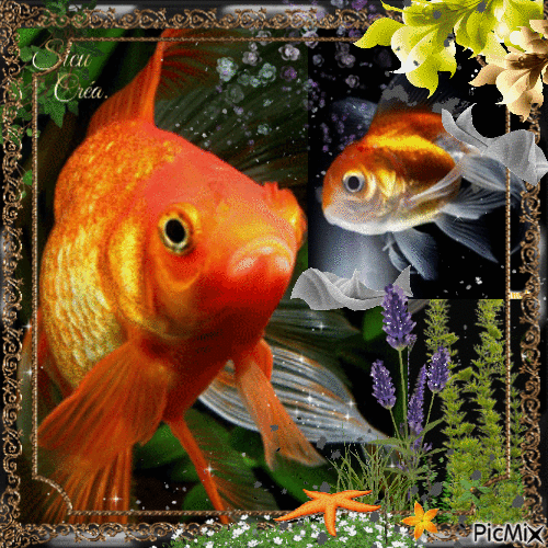 Magnifique poisson Koi - Besplatni animirani GIF