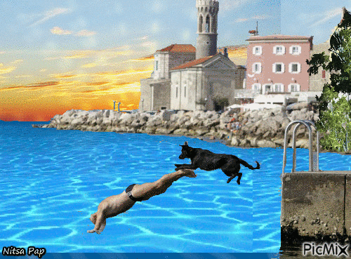 Diving dog.!!! - Безплатен анимиран GIF