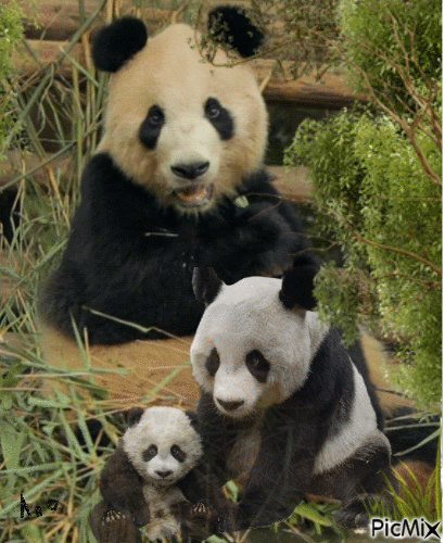 família panda - GIF animé gratuit