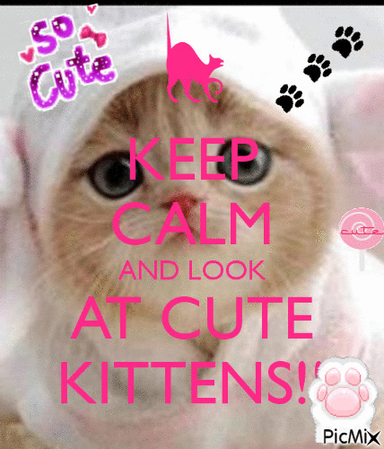 keep calm and look at cute kittens!! - Бесплатный анимированный гифка