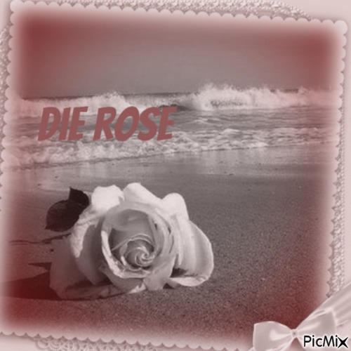 the Rose - gratis png