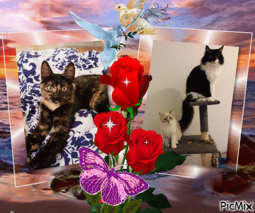 Chats aux roses - GIF animado grátis