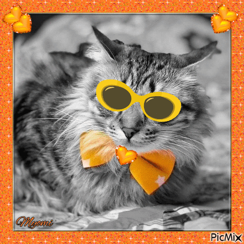 chat a lunette - Free animated GIF