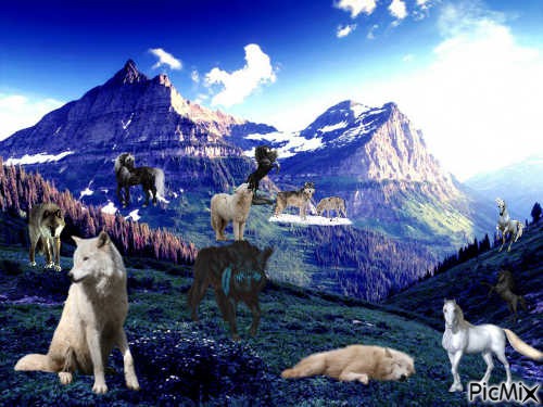 wolf pack2 - darmowe png