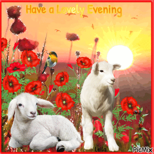Have a Lovely Evening. 2 lambs in a flower meadow - Animovaný GIF zadarmo