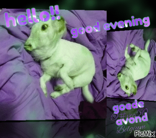 a hello goede avond   evening  hond vec50 - Gratis geanimeerde GIF